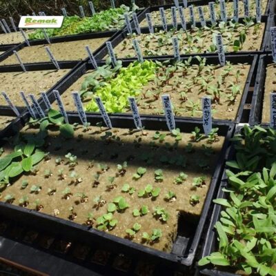 Bông khoáng không có sâu bệnh xâm nhập nên cây trồng phát triển tốt