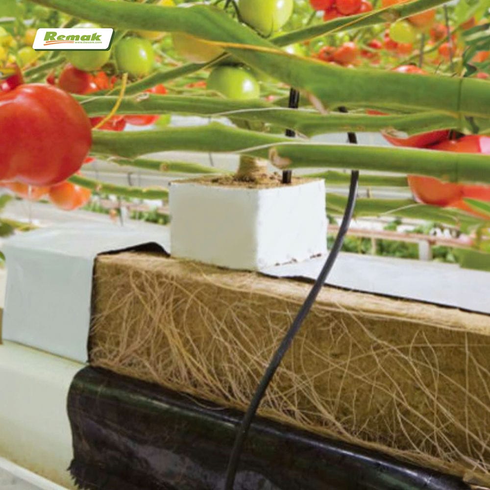 Bông rockwool trồng cây rất hiệu quả